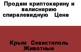 Продам криптокарину и валиснерию спиралевидную › Цена ­ 50 - Крым, Севастополь Животные и растения » Аквариумистика   